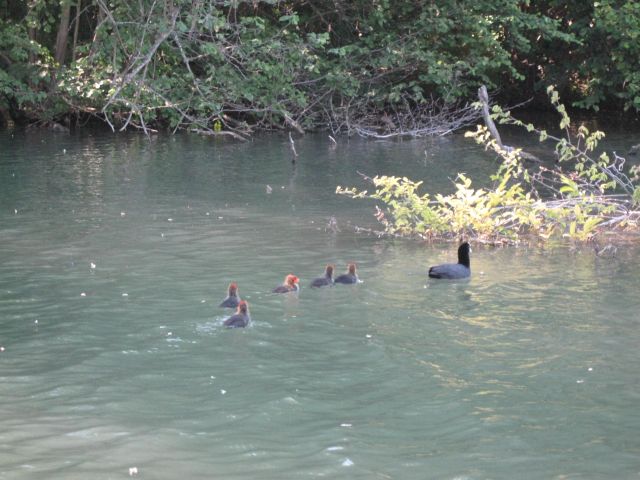 Enten im Naturschutzgebiet Taubergiessen