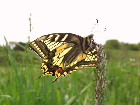 Schmetterlinge im Taubergiessen