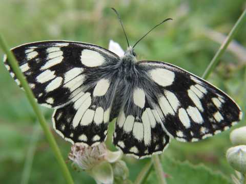 Schmetterlinge im Taubergiessen