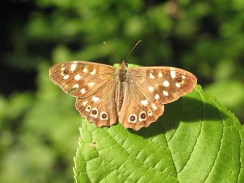 Schmetterlinge im Taubergiessen