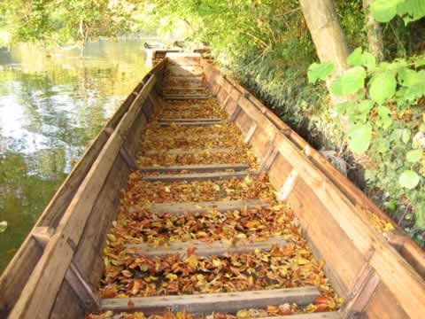 Herbst im Taubergiessen