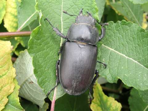 Käfer im Taubergiessen