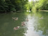 Eindrcke im Taubergiessen, Enten im Anmarsch