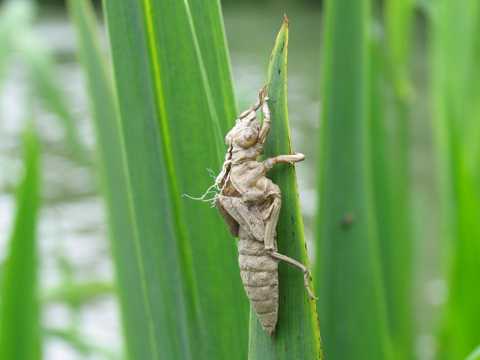 Libellen im Taubergiessen