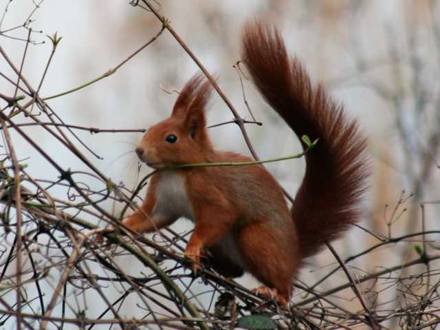 Eichh�rnchen im Naturschutzgebiet Taubergiessen