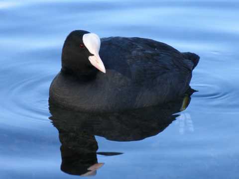 Blesshuhn im Taubergiessen