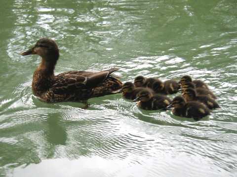 Stockenten im Taubergiessen