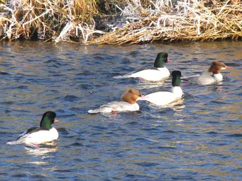 Wintergste im Taubergiessen