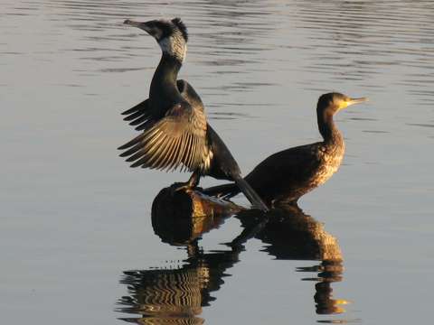 Reiher und Kormoran im Taubergiessen