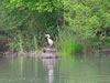 Ardea cinerea - Fischreiher