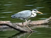 Reiher im Taubergiessen