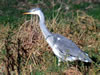 Ardea cinerea - Fischreiher