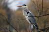 Ardea cinerea - Graureiher