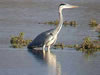 Ardea cinerea - Fischreiher