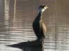 Phalacrocorax carbo - Kormoran