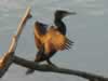 Phalacrocorax carbo - Kormoran