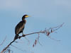 Phalacrocorax carbo - Kormoran