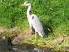 Ardea cinerea - Graureiher