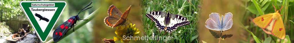 Schmetterlinge im Taubergiessen
