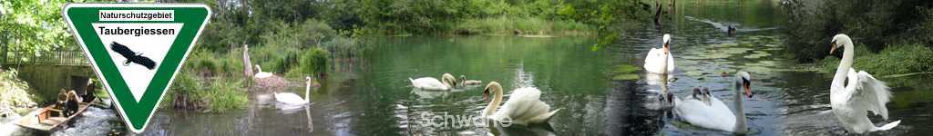 Schwne im Taubergiessen