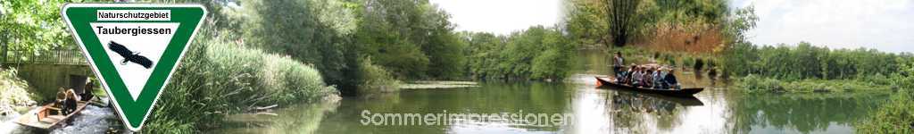 Sommer im Taubergiessen